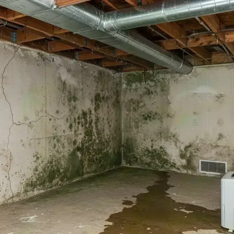 Professional Mold Removal in Alexandria, KY